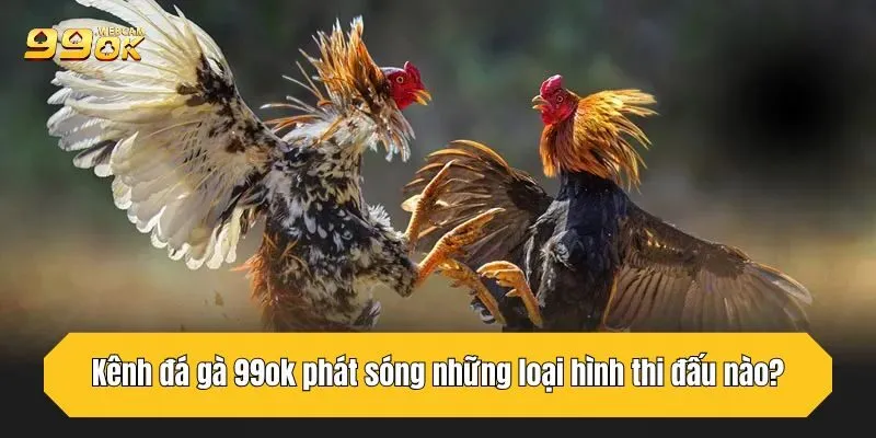 Kênh đá gà 99OK phát sóng những loại hình thi đấu nào?