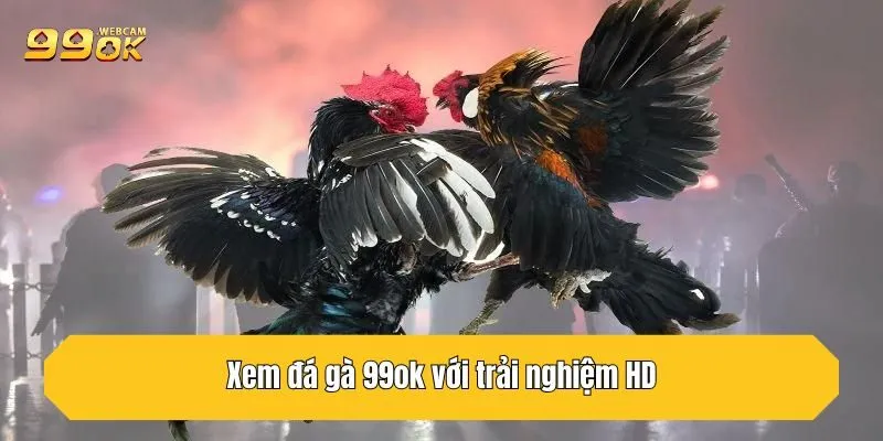 Xem đá gà 99OK với trải nghiệm HD